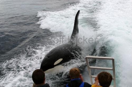 Photo: 
Orca Whale surfing