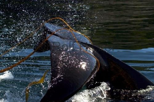 Photo: 
Orca Whale Playing In Kelp