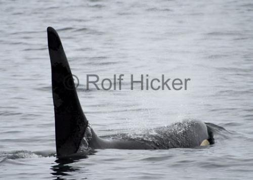 Photo: 
Orca Tall Dorsal Fin