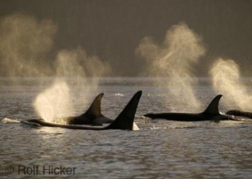 Photo: 
Orca Whales Traveling Backlit