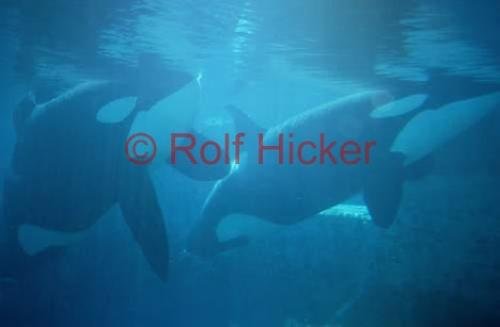 Photo: 
Orcas Underwater