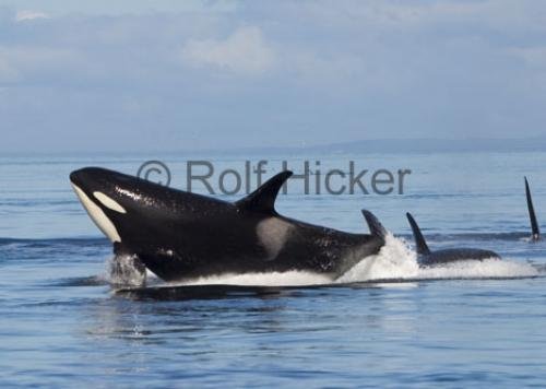 Photo: 
orca breach