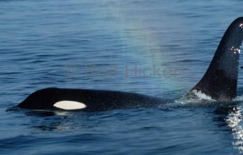 Photo: 
Orca Blow Rainbow