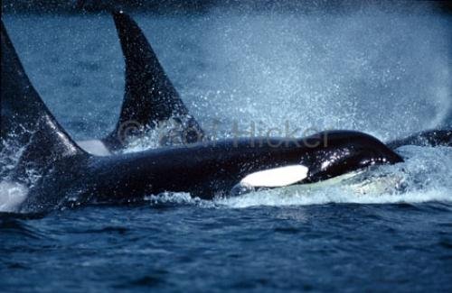 Photo: 
Orca Whale Photo