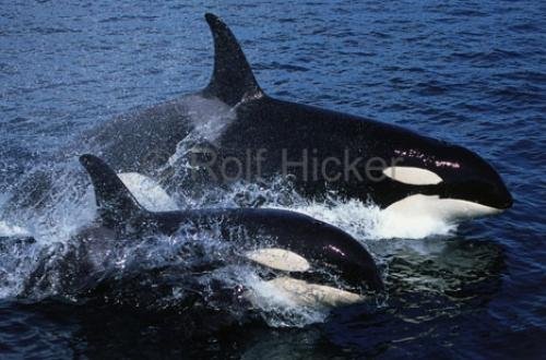 Photo: 
Orcas Surfing Wake Riding
