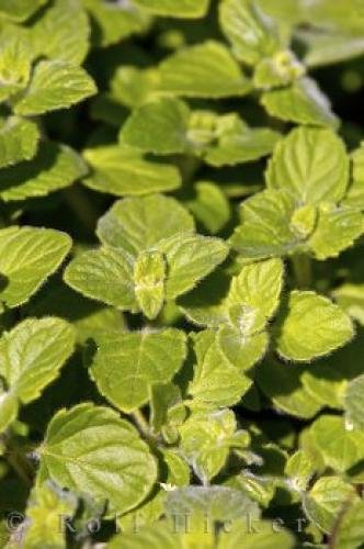 Photo: 
Herb Plant Origanum Vulgare