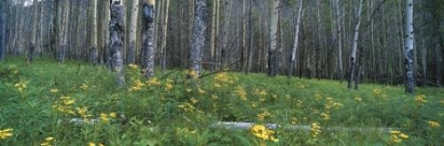 Photo: 
panoramic banff national