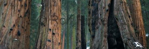 Photo: 
Sequoia National Park