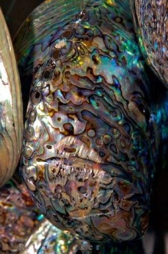 Photo: 
Paua Shells