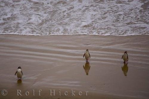 Photo: 
Yellow Eyed Penguins Beachwalk Otago New Zealand