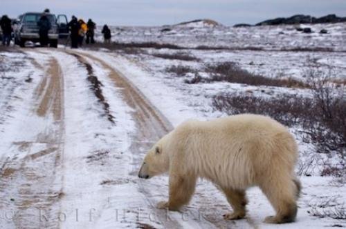 Photo: 
Photography Workshop Churchill Manitoba Canada