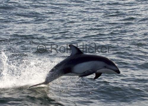 Photo: 
Picture Of A Dolphin