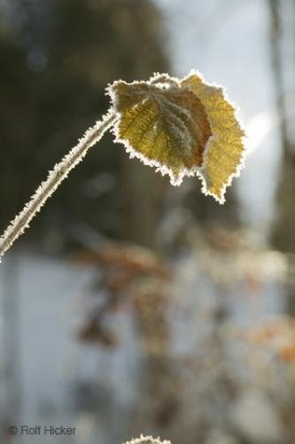 Photo: 
pictures-F76T7030