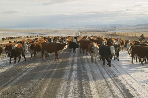 Photo: 
cattle brands