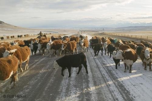 Photo: 
pictures of cows Herd Southern Alberta