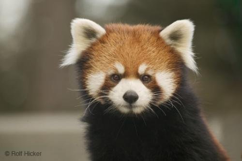 Photo: 
Funny Animals Cute Red Panda