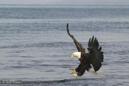 Photo: 
Fishing Bald Eagle Pictures Of Birds