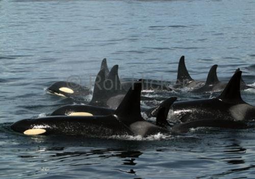 Photo: 
Pictures Of Killer Whales