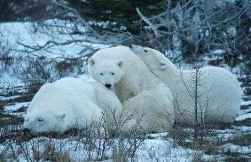 Photo: 
Pictures Of Polar Bears
