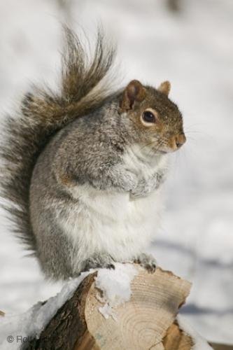 Photo: 
Pictures Of Squirrels