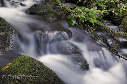Photo: 
pictures of rain forests
