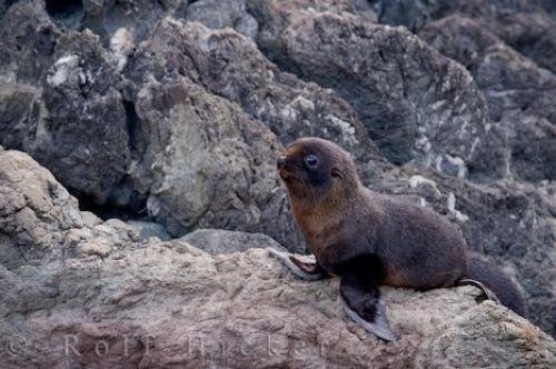 Photo: 
New Zealand Fur Seal Pinniped Marine Mammal