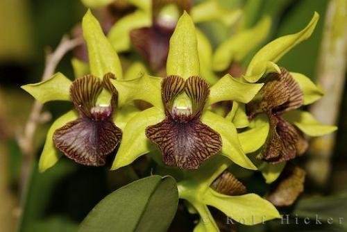 Photo: 
Orchid Plant Victoria Butterfly Gardens Vancouver Island British Columbia