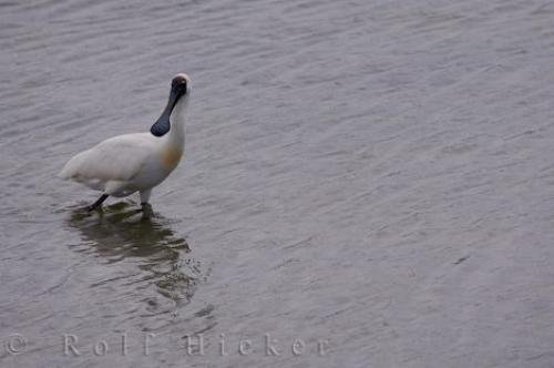 Photo: 
Platalea Regia Bird