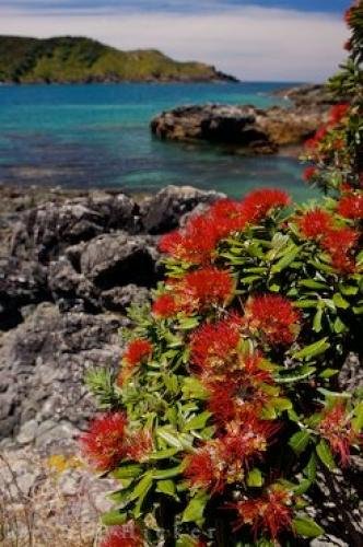 Photo: 
Pohutukawa Trees North Island