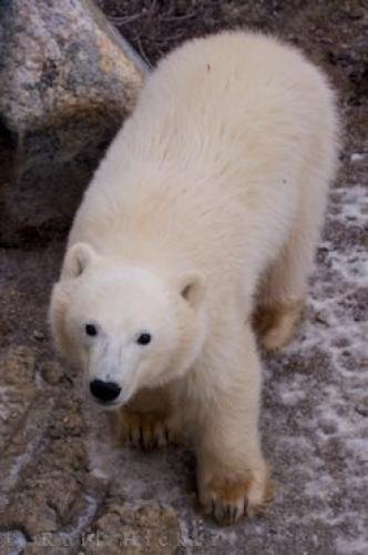 Photo: 
Cute Polar Bear Baby Picture