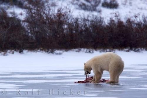 Photo: 
Polar Bear Diet Ringed Seals