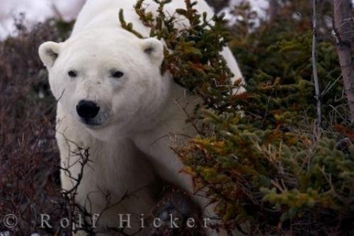 Photo: 
Polar Bear Games Churchill Manitoba
