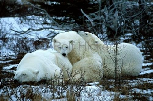 Photo: 
Polar Bear Images