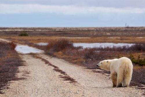 Photo: 
Polar Bear Journey Churchill Manitoba