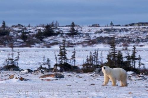 Photo: 
Polar Bear Winter Arrival Hudson Bay Churchill