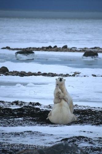 Photo: 
Manitoba Polar Bears Playing