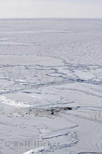 Photo: 
Ice Floes Polar Ice