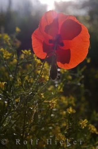 Photo: 
Poppy Flower Petals Wildflowers Daylight Hours