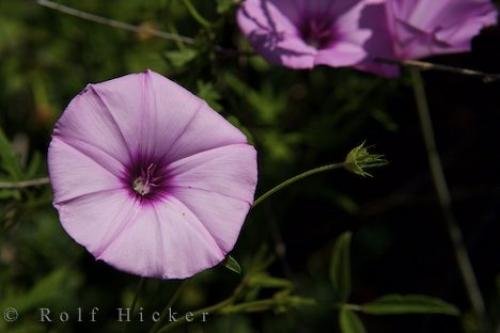 Photo: 
Purple Flower Picture