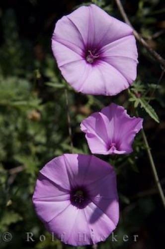 Photo: 
Purple Petunias Spain