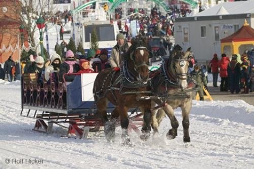 Photo: 
Horses In Snow