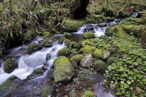 Photo: 
queets rain forest