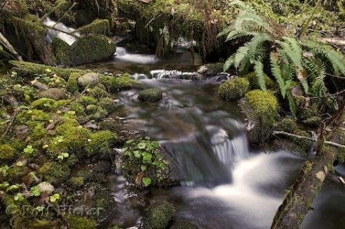 Photo: 
rain forest streams