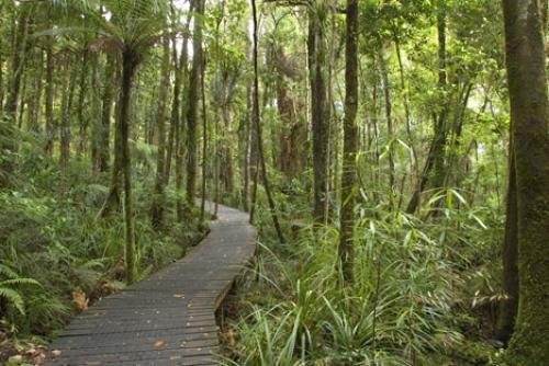 Photo: 
Rainforest Biome New Zealand