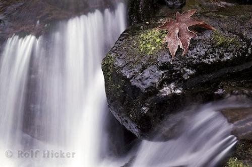 Photo: 
Rainforest Autumn Leaf