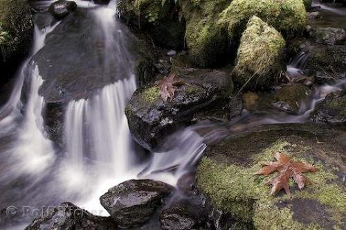 Photo: 
rainforest autumn leaves