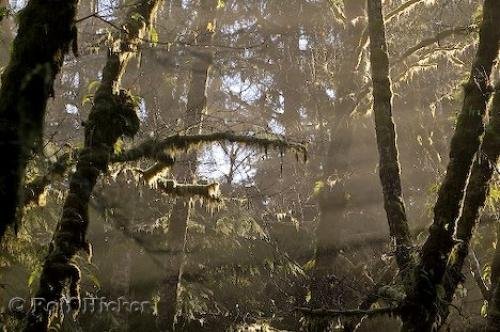 Photo: 
rainforest biomes