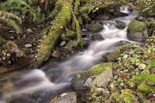 Photo: 
rainforest stream