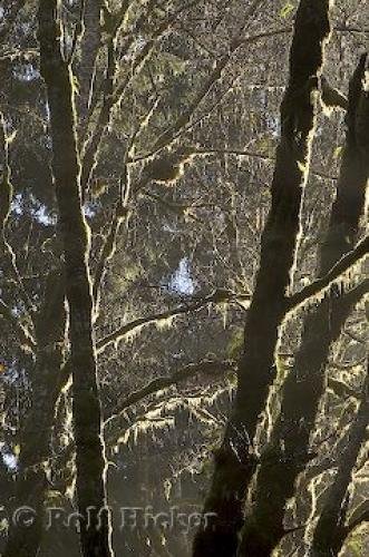 Photo: 
rainforest tree