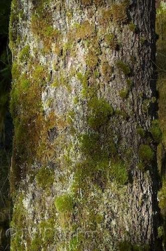 Photo: 
rainforest trees